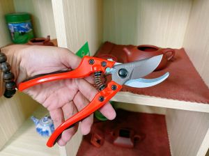 Kéo cắt cành Buddy Cán Cam